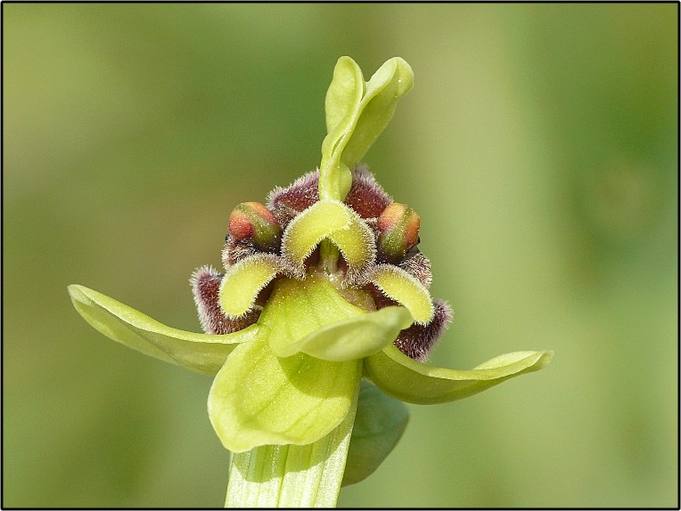 Lusus di Ophrys bombyliflora